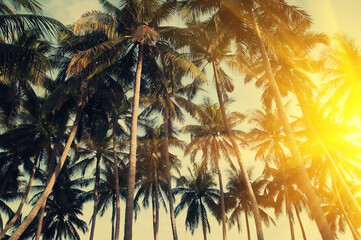 Coconut palm tree with coconuts and sunlight rays