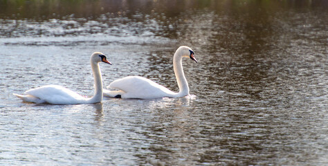 Two white swans in the lake.