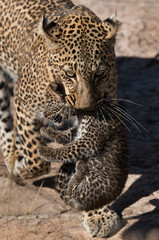 Closeup of Leopard Bahati holding her cub in her mouth, Masai Mara