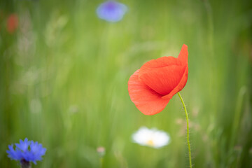 Obraz premium Mohnblumen und Kornblumen Synphonie