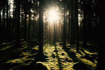 Fr&uuml;hlingsspaziergang im Wald mit dem Hund