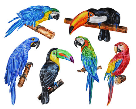 Set of tropical exotic birds, toucans and macaw parrots. Watercolor realistic illustration. Hand drawing.