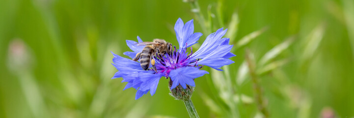 Mohnblumen Traum