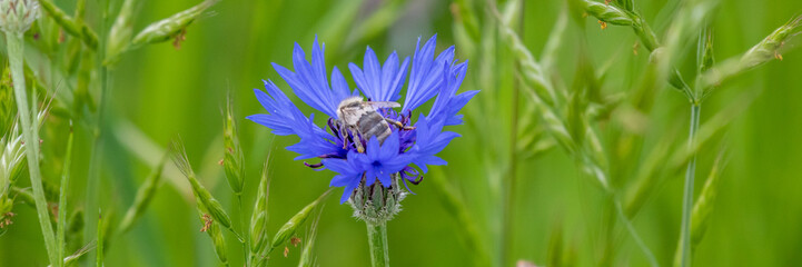Bienenglück auf der Kornblume