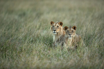 A pair of lions in the grasses at Masai Mara, Kenya