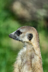 Fototapeta premium Meerkat (Suricata suricatta)