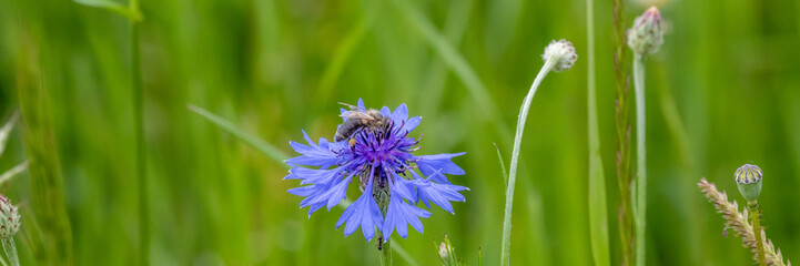 Mohnblumen und Kornblumen Synphonie