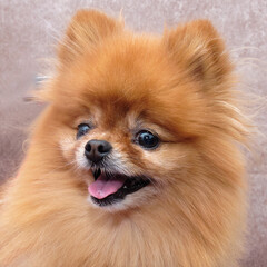 Red Pomeranian, portrait. On a beautiful vintage background. With his mouth open, he looks lovingly into the distance.