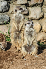 Meerkat (Suricata suricatta)