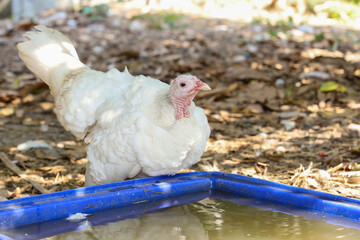 White Turkey is play in garden at thailand