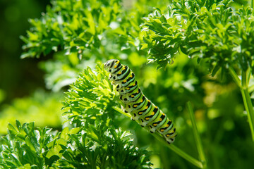 A caterpillar eats the leaves of a parley plant