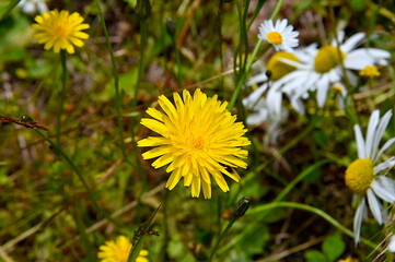 Lion Among Daisies