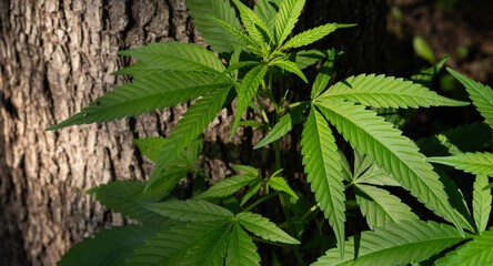 Wild cannabis plant grow near the tree. The texture of the leaves of marijuana on a background of tree bark.