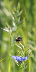 Mohnblumen und Kornblumen Synphonie