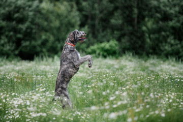 Nice dog jumping up playing at back yard a field with daisies. The puppy of the Irish wolfhound.