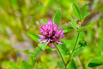 Bee Friendly Flowers