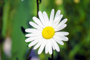 Obraz premium White flowers daisies or chamomile in a flower bed in a garden swaying in a light breeze. Selective focus