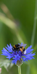 Mohnblumen und Kornblumen Synphonie