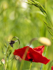Mohnblumen Synphonie