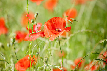 Fototapeta premium Mohnblumen Symphonie
