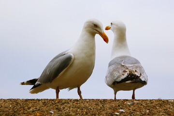two seagulls on a rock