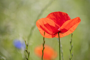 Mohnblumen Symphonie