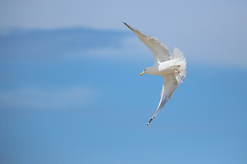 seagull in flight