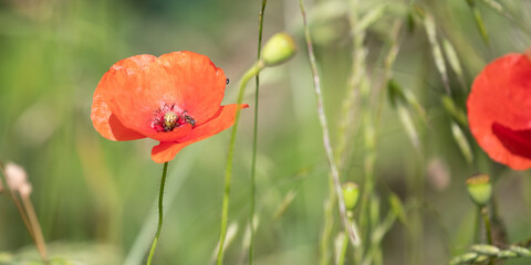 Bezaubernder Mohn