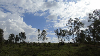 clouds in the forest
