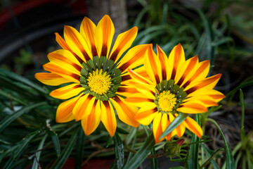 Yellow Gazania (Gazania splendens) or Treasure flower in full bloom, Gazania rigens, spring flowers. Close-Up Photo