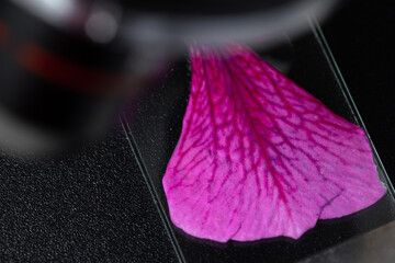 Pink flower leaf on a glass slide on a microscope