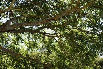 Nature