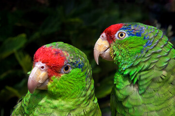 Red-crowned Amazon (Amazona viridigenalis)