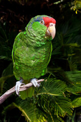 Red-crowned Amazon (Amazona viridigenalis)