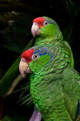 Red-crowned Amazon (Amazona viridigenalis)