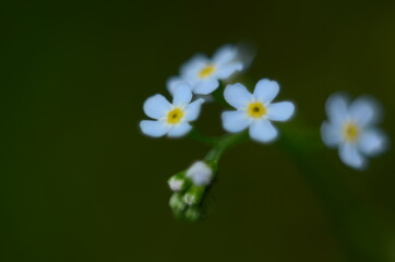 Meadow plant background: blue little flowers - forget-me-not close up and green grass. Shallow DOF