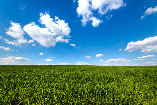 Green field under blue sky with clouds. Scenic image of agrarian industry. Photo of ecology concept.