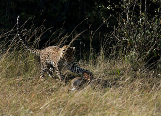 Leopard cub hunting a hare, Masai Mara