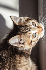 Beautiful portrait of a kitten in the sun. Beautiful cat at home. Domestic animal.