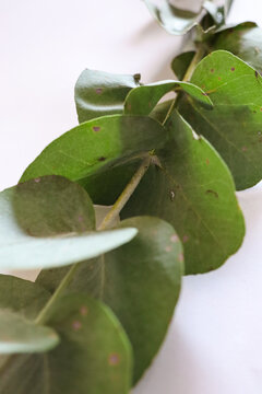 Closeup of Silver Dollar Eucalyptus leaves 