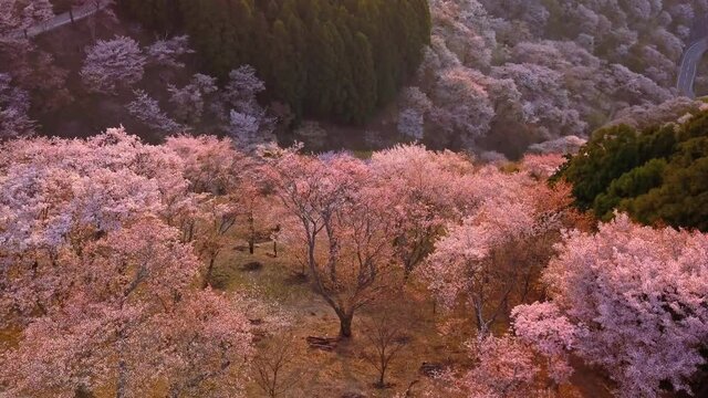 Ascending flight over Yoshino mountains covered by full blossom cherry trees, Nara province, Japan. Unesco World Heritage