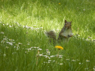 squirrel in the park