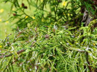 Cryptomeria japonica oder Sicheltanne schöner Nadelbäume mit Hängend Zweige stehen mit dunkelgrünen spiralig Nadeln und Reife Zapfen