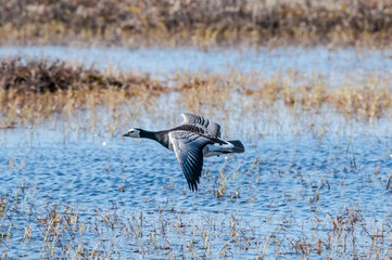Barnacle Goose (Branta leucopsis) in Barents Sea coastal area, Russia