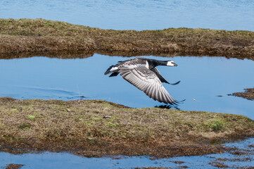 Barnacle Goose (Branta leucopsis) in Barents Sea coastal area, Russia