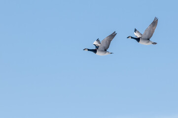 Barnacle Goose (Branta leucopsis) in Barents Sea coastal area, Russia