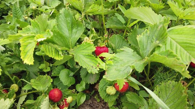View of strawberry plants with flowers and berries ready for picking.