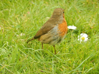 Robin