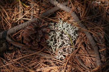 Lichen Evernia prunastri or Oakmoss on a branch on forest floor