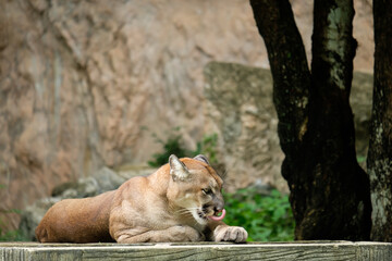 Cougar